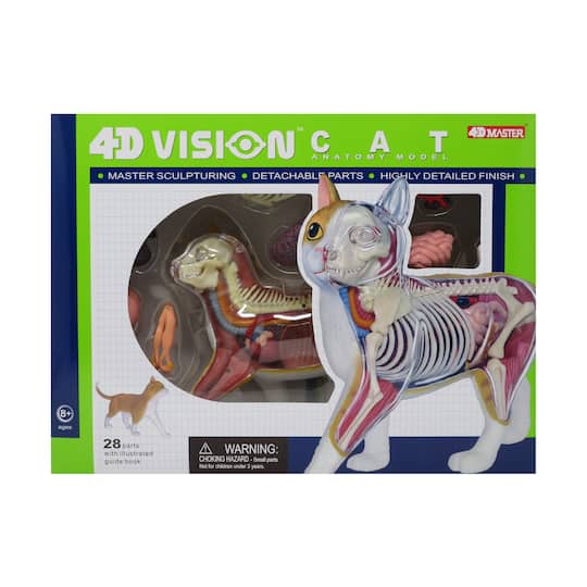 4D Vision&#x2122; Orange Cat Anatomy Model
